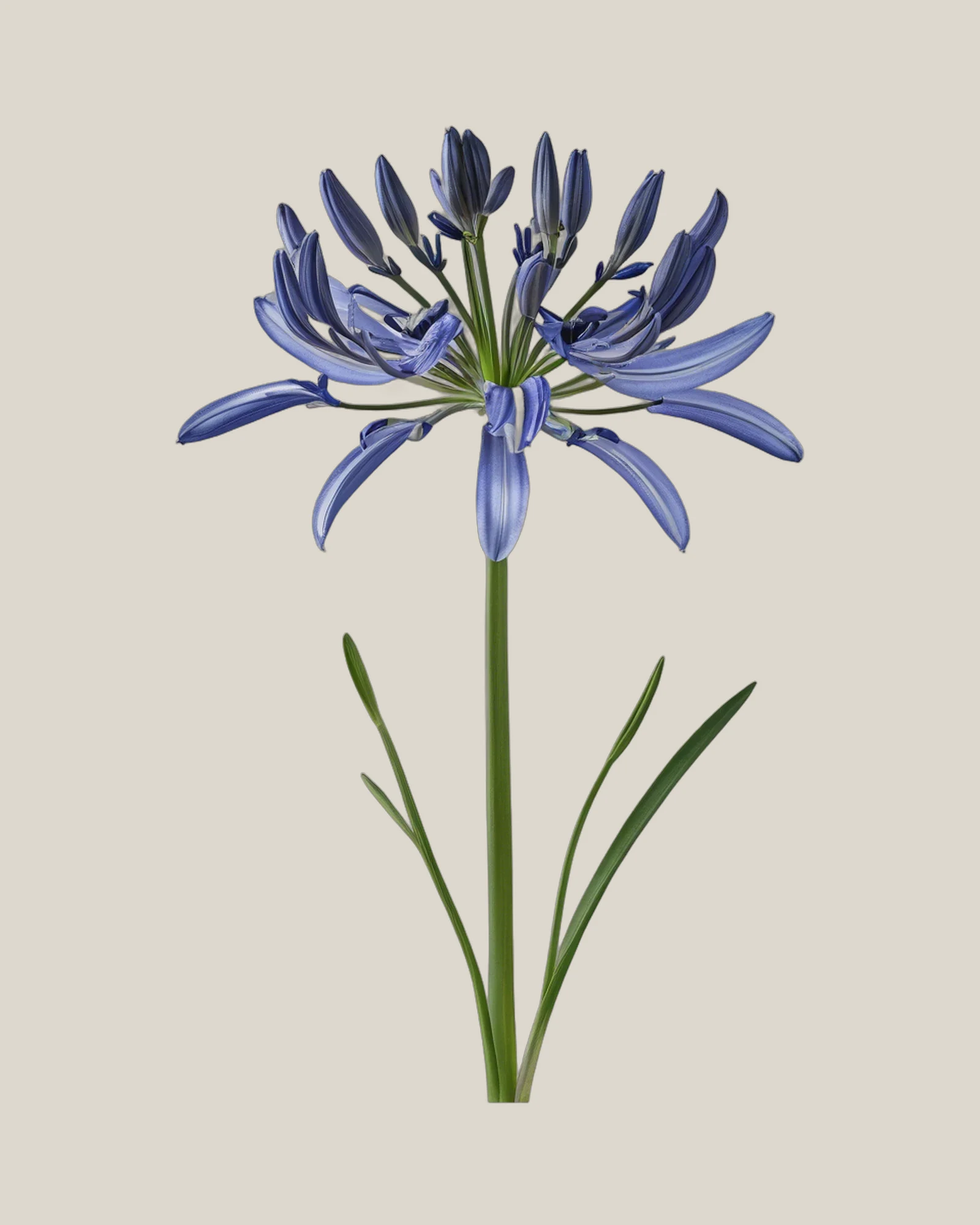 Schmucklilie Blau – Agapanthus africanus, freigestellte botanische Studioaufnahme