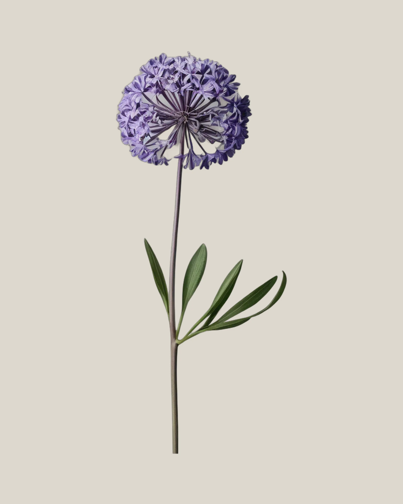 Allium Violett – Allium, freigestellte botanische Studioaufnahme
