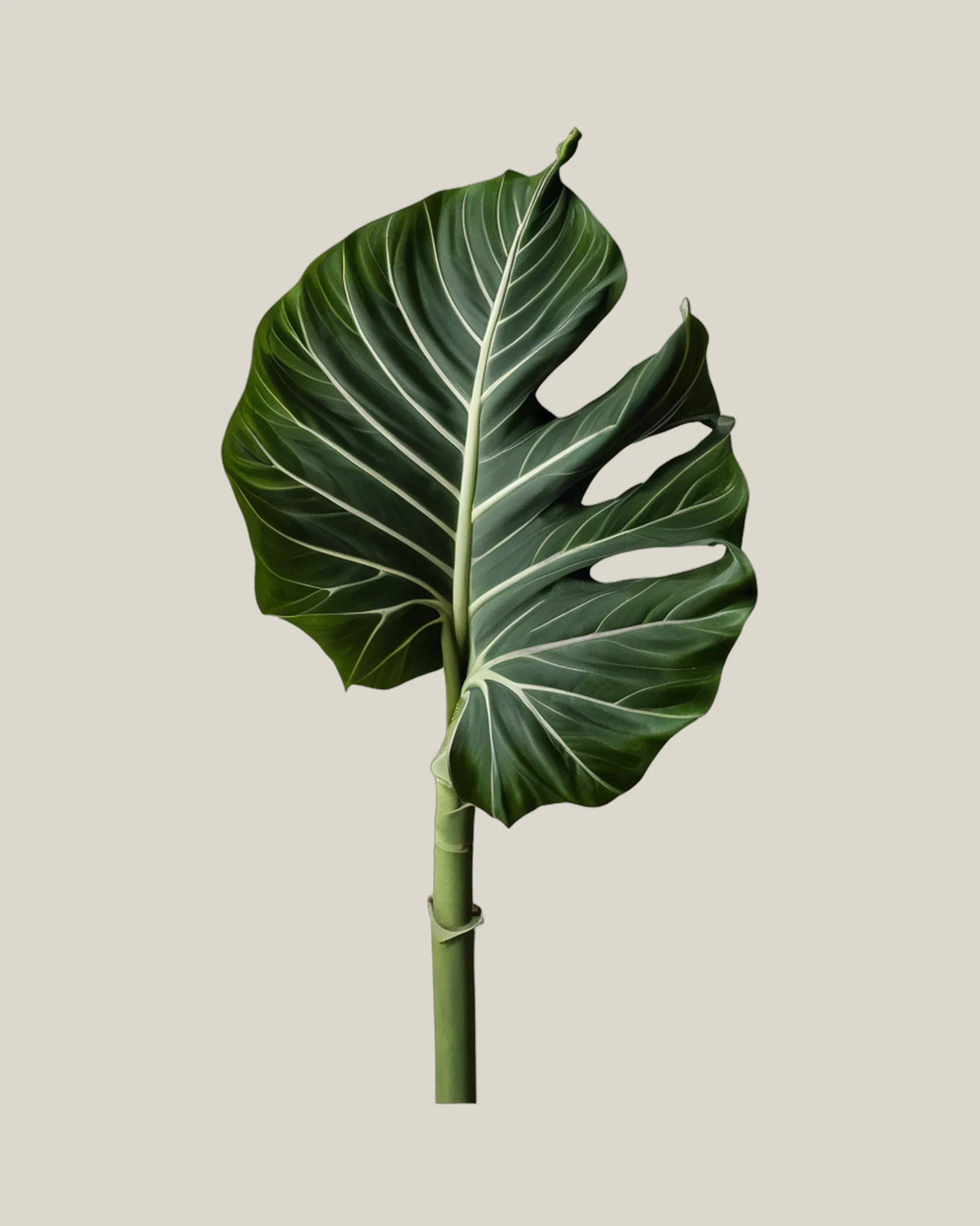 Elefantenohr – Alocasia, freigestellte botanische Studioaufnahme