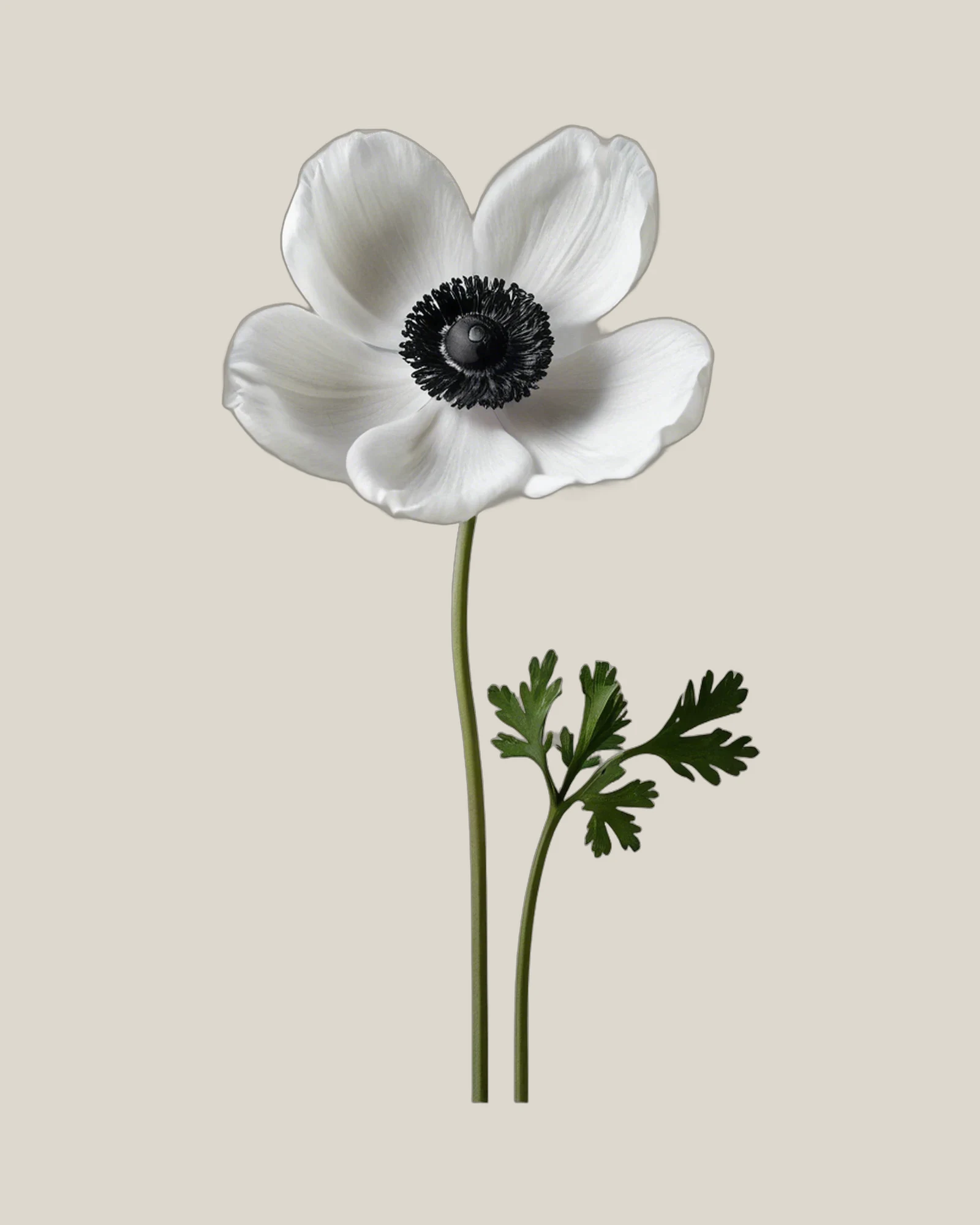 Anemone Schwarz-Weiß – Anemone coronaria, freigestellte botanische Studioaufnahme