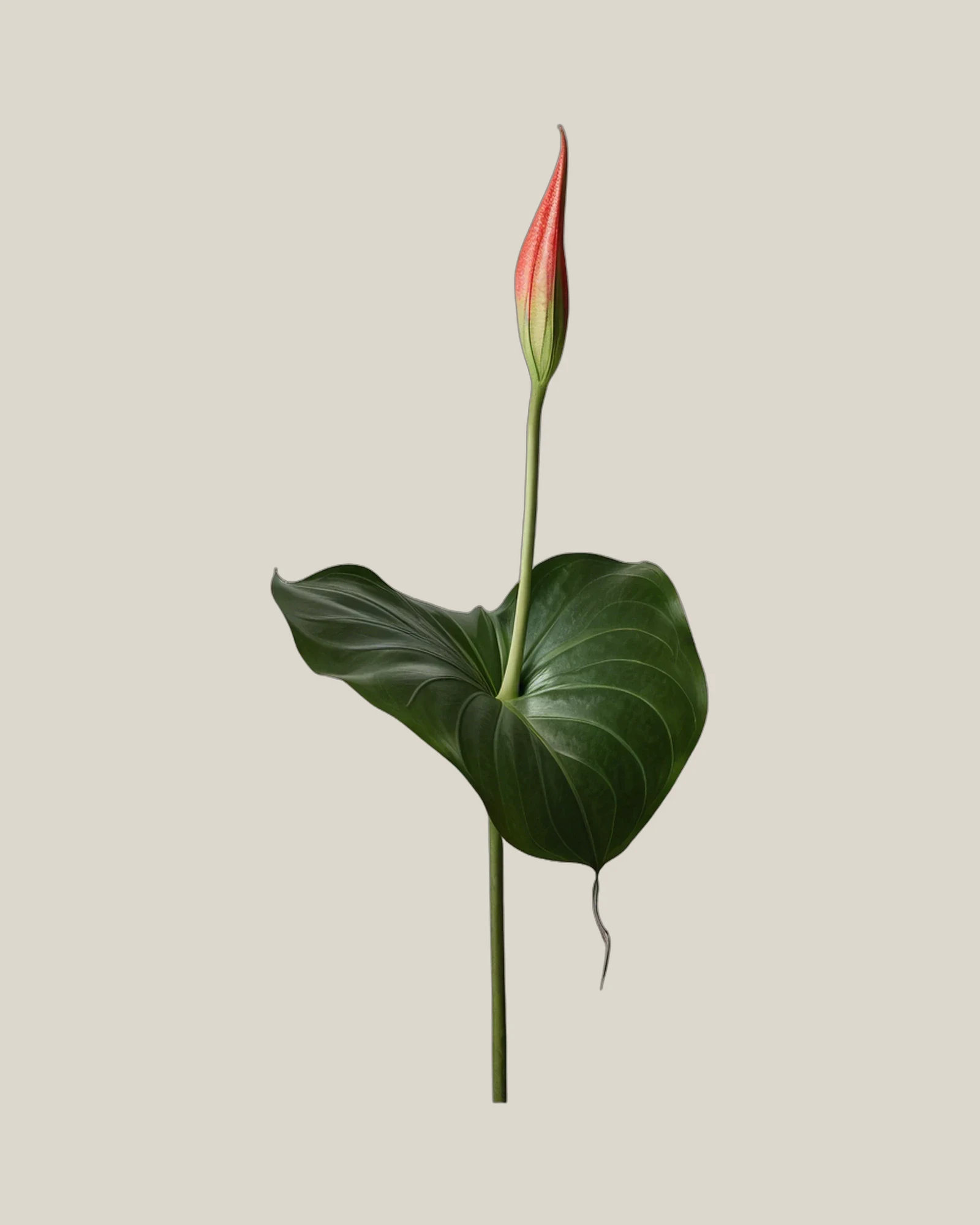 Anthurienblatt – Anthurium, freigestellte botanische Studioaufnahme