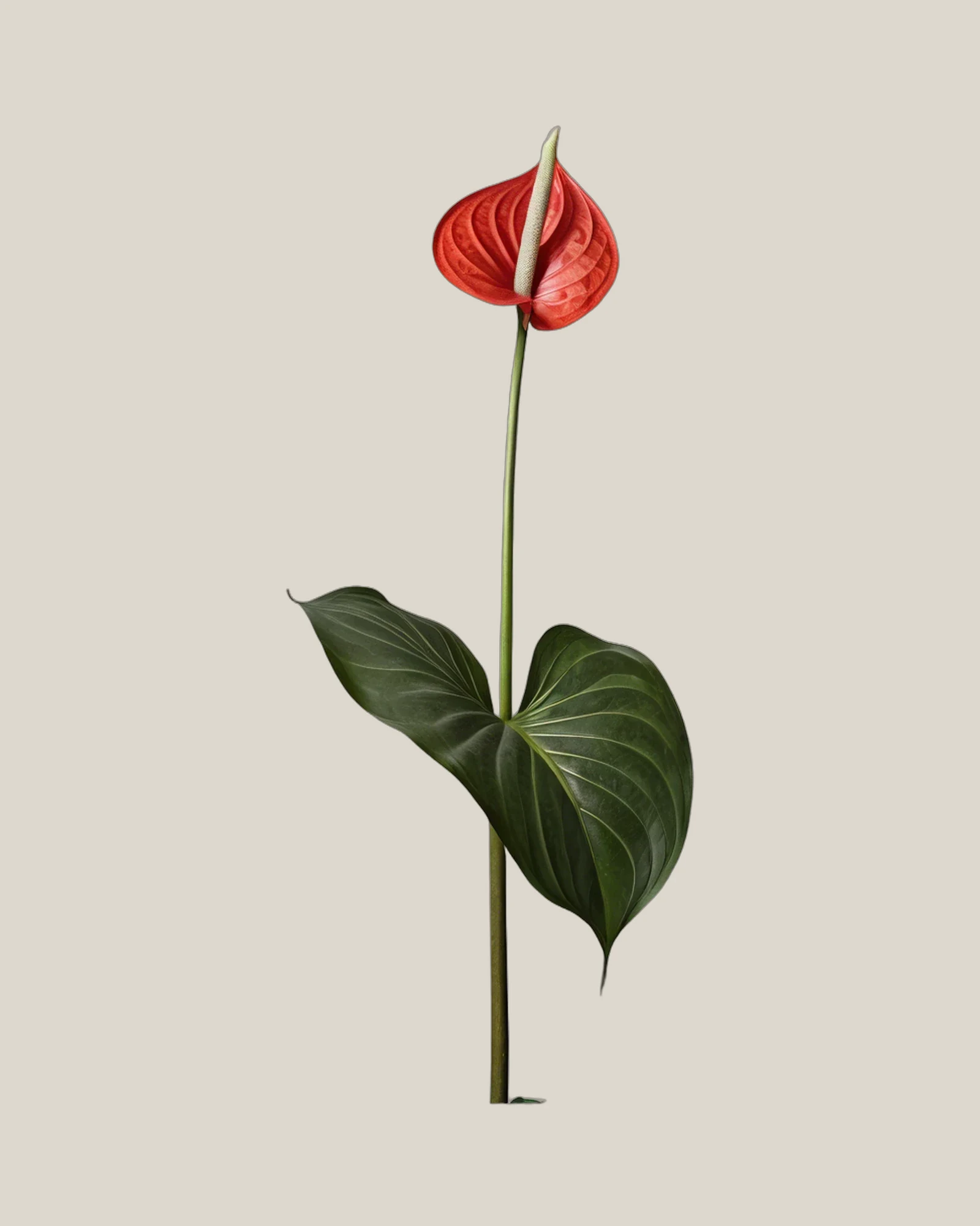 Anthurie Orange – Anthurium andraeanum, freigestellte botanische Studioaufnahme