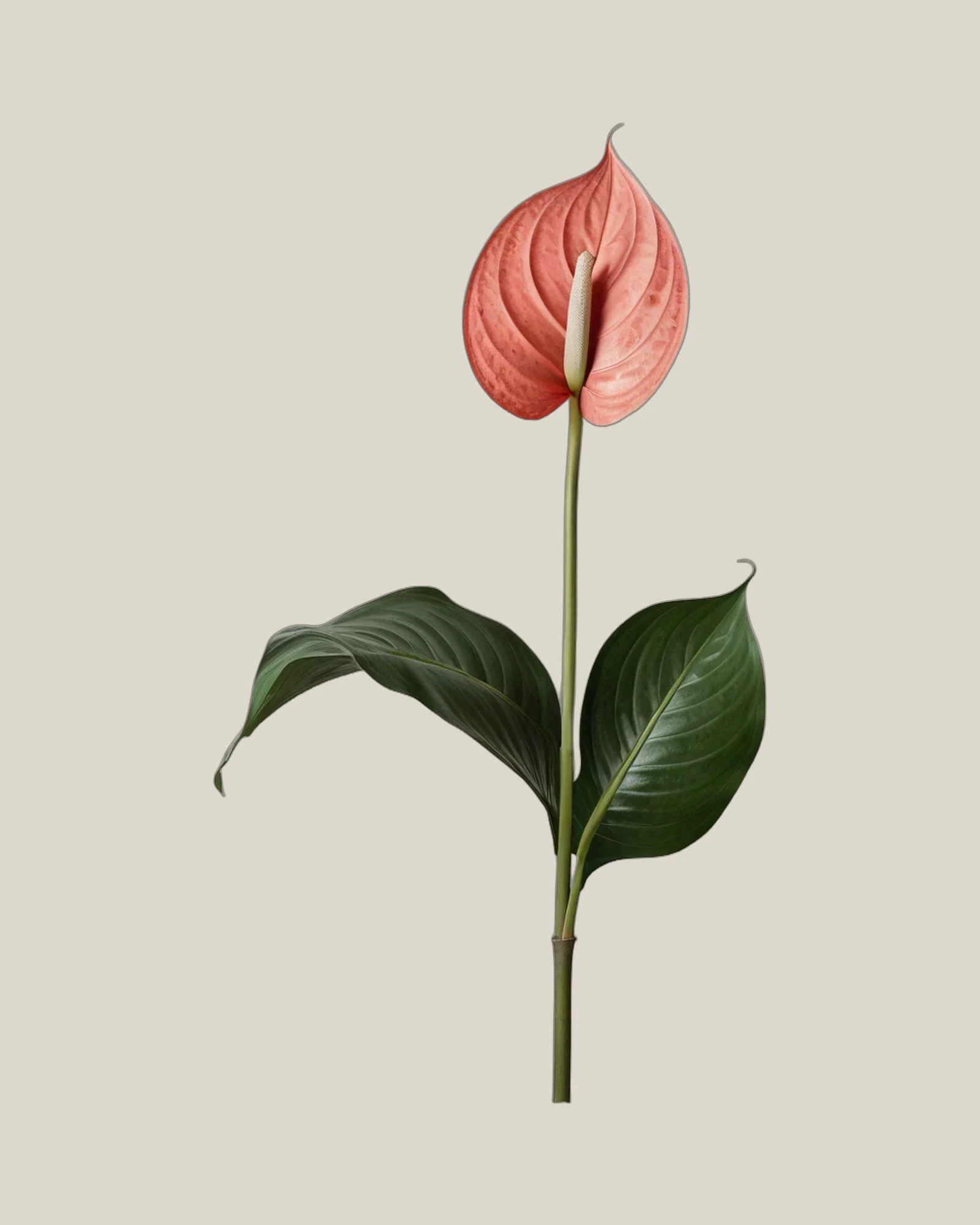 Anthurie Pink – Anthurium andraeanum, freigestellte botanische Studioaufnahme