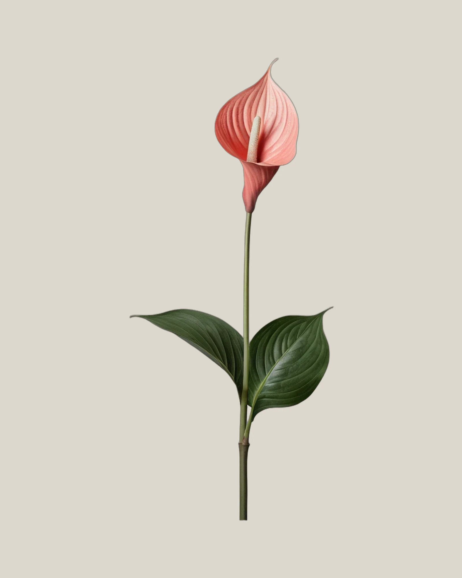 Anthurie Rosa – Anthurium andraeanum, freigestellte botanische Studioaufnahme