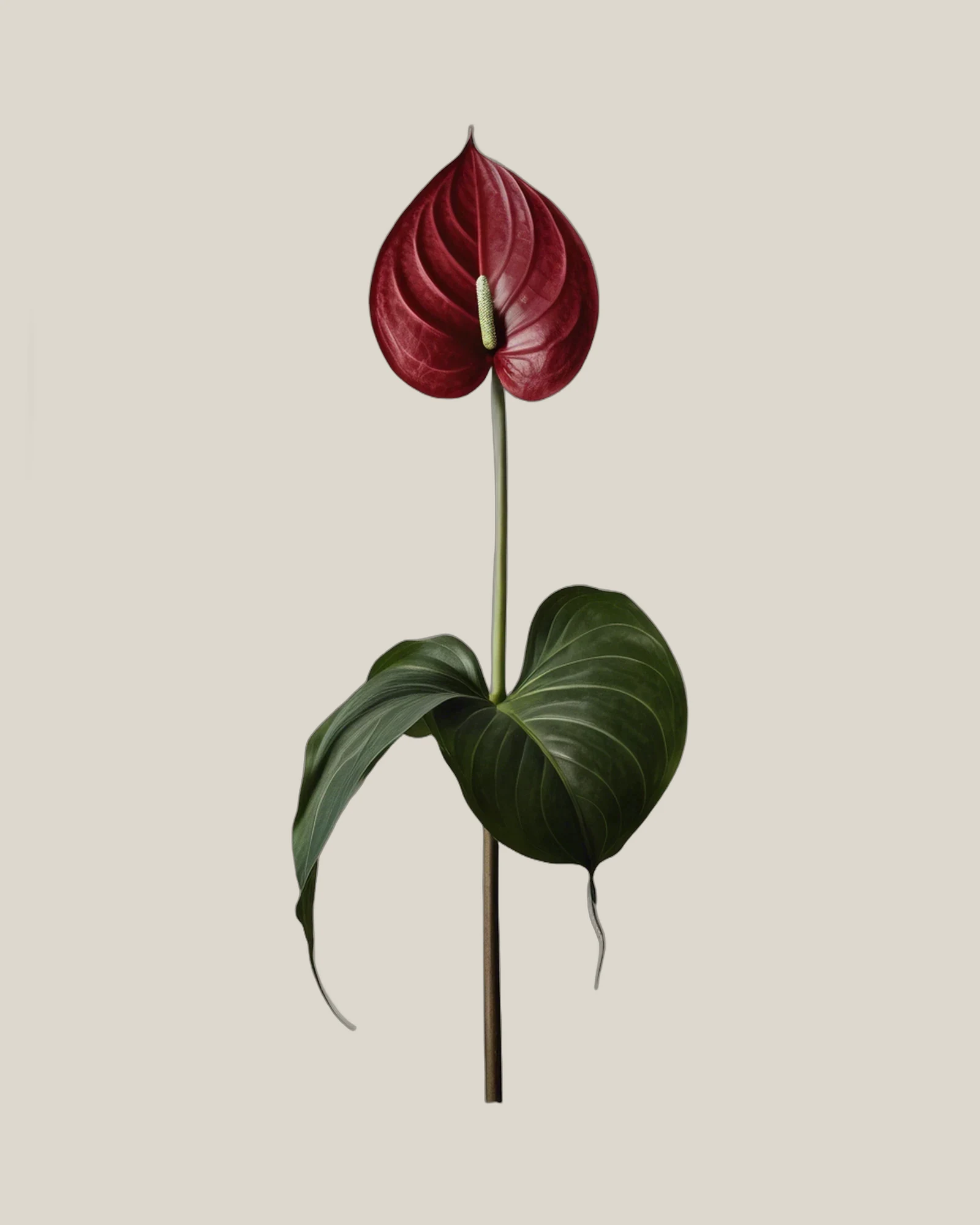 Anthurie Schwarz – Anthurium andraeanum, freigestellte botanische Studioaufnahme