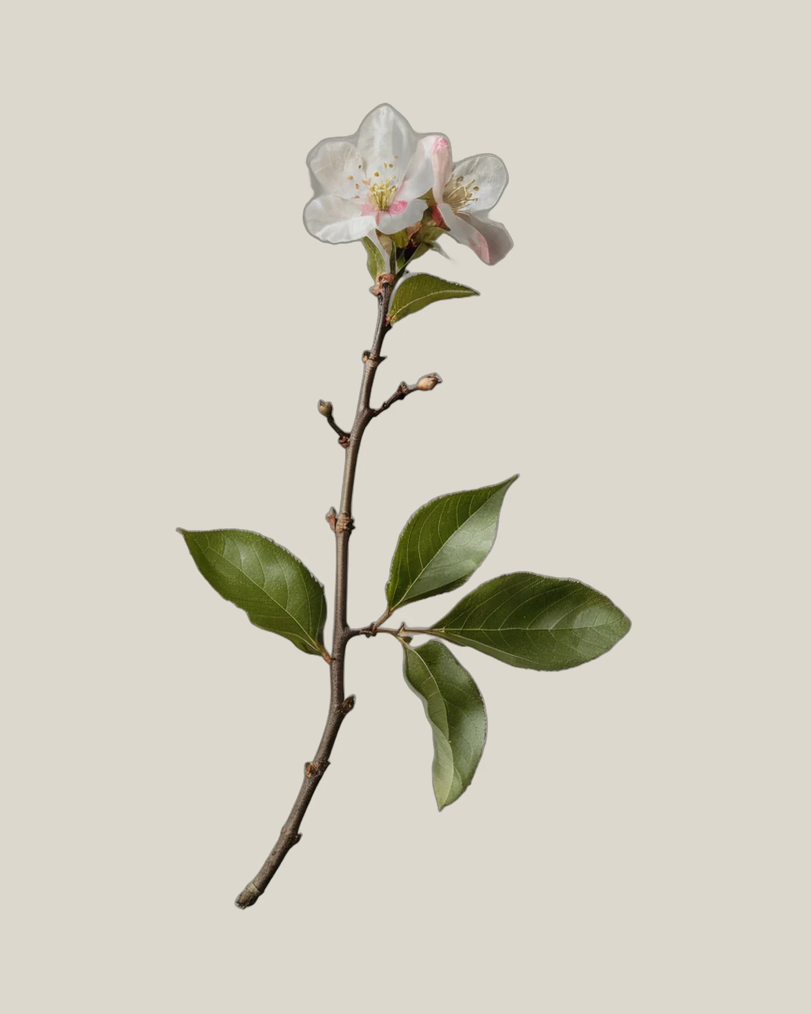 Apfelblütenzweig – Malus, freigestellte botanische Studioaufnahme