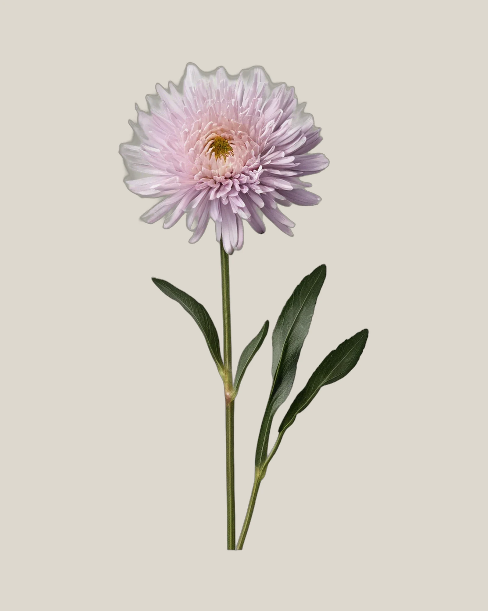 Aster Pink – Callistephus chinensis, freigestellte botanische Studioaufnahme