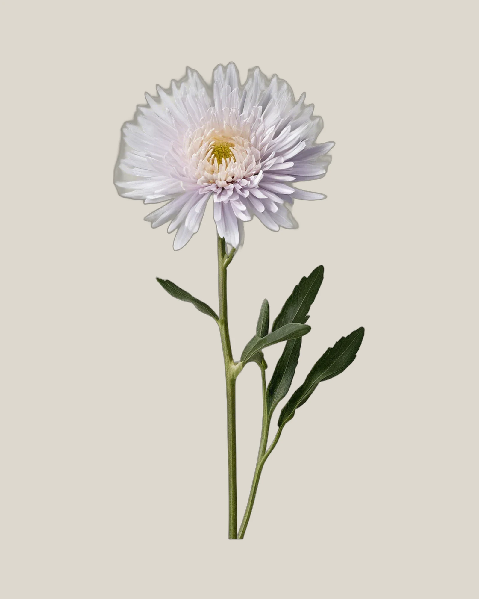 Aster Weiß – Callistephus chinensis, freigestellte botanische Studioaufnahme