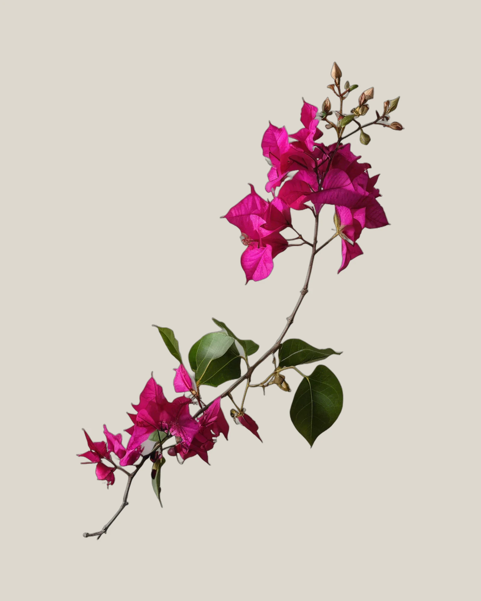 Bougainvillea Magenta – Bougainvillea, freigestellte botanische Studioaufnahme