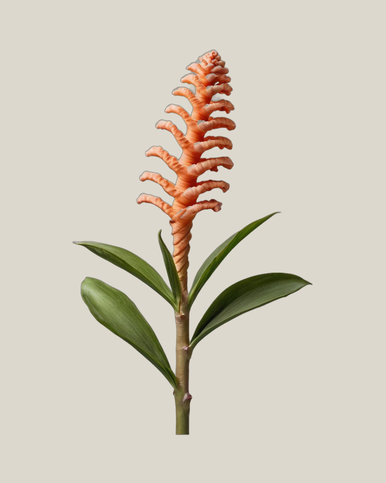 Spiralingwer – Costus barbatus, freigestellte botanische Studioaufnahme
