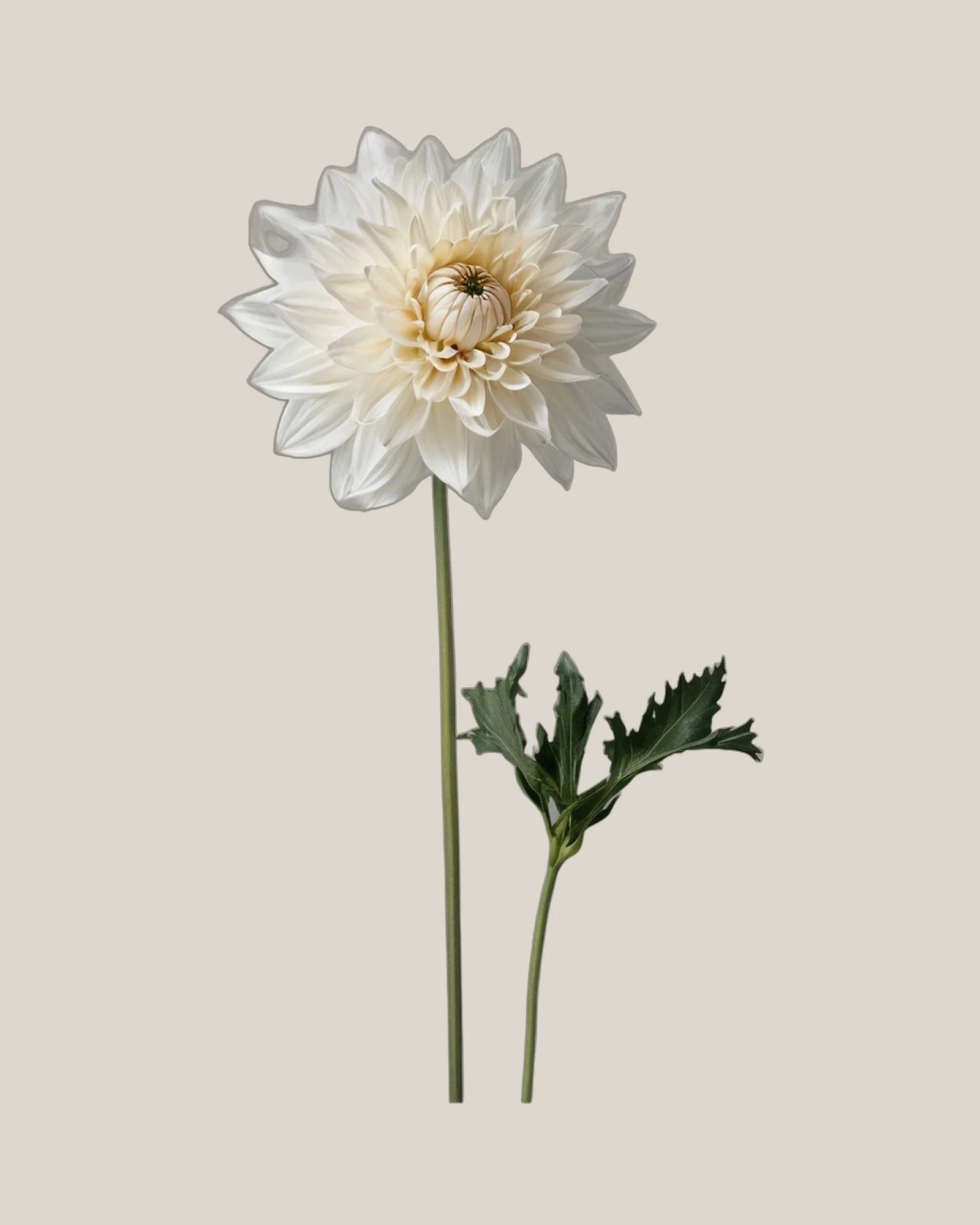 Dahlie Weiß – Dahlia pinnata, freigestellte botanische Studioaufnahme