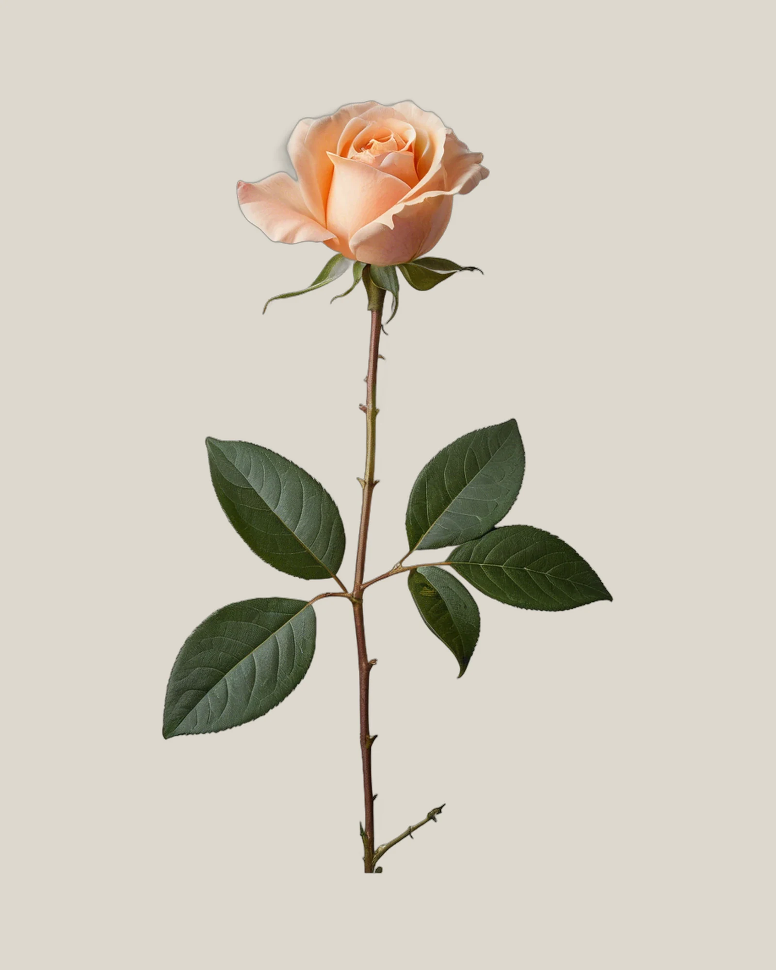 David Austin Juliet – Rosa hybrida, freigestellte botanische Studioaufnahme