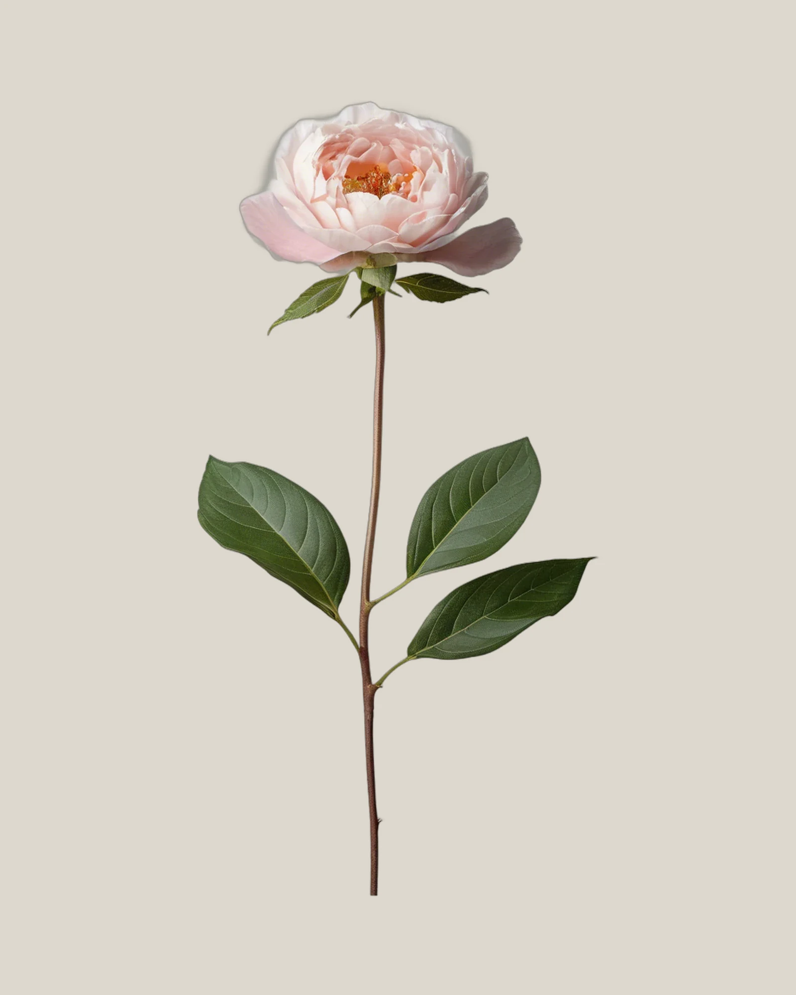 David Austin Leonora – Rosa hybrida, freigestellte botanische Studioaufnahme
