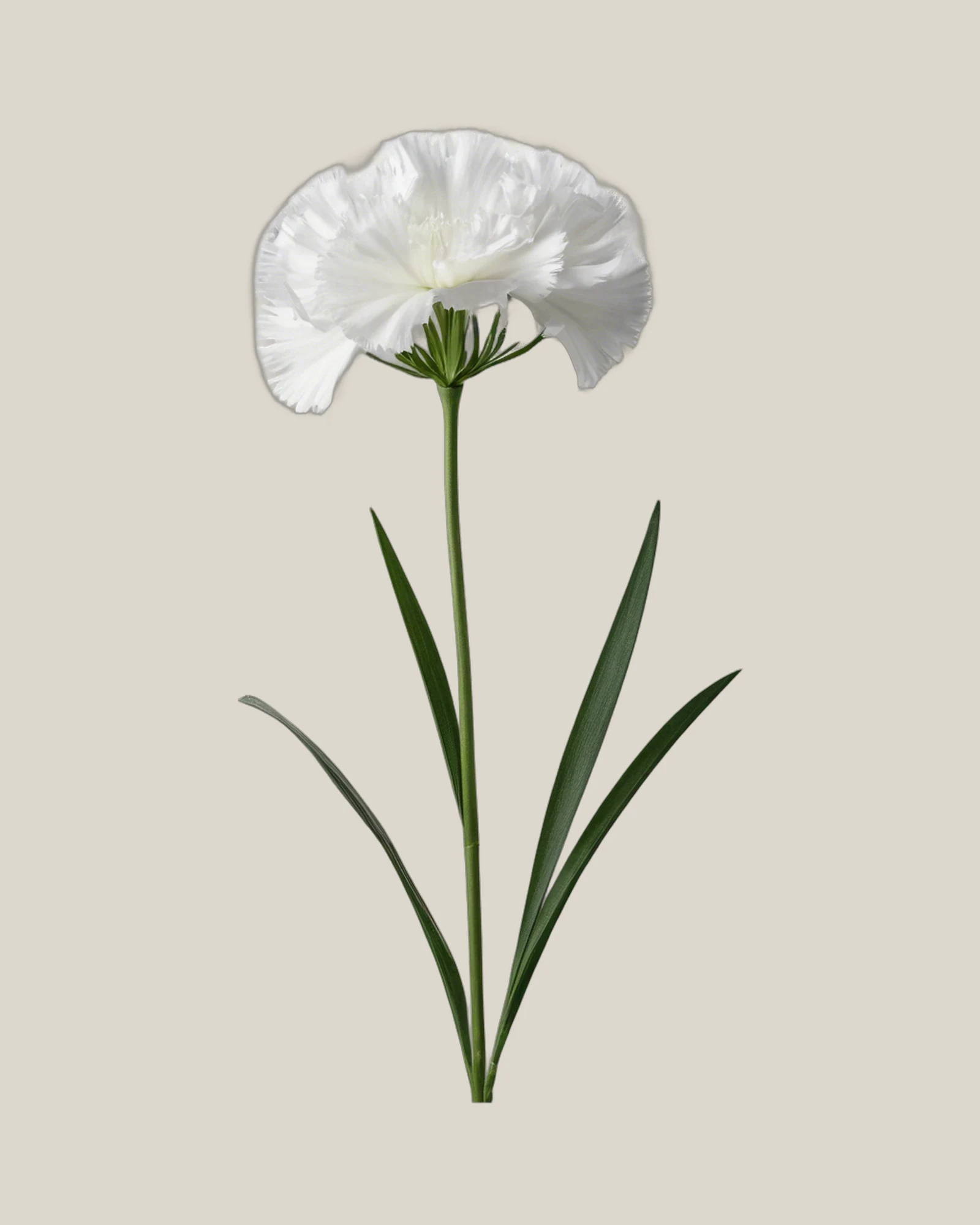 Dianthus Weiß – , freigestellte botanische Studioaufnahme
