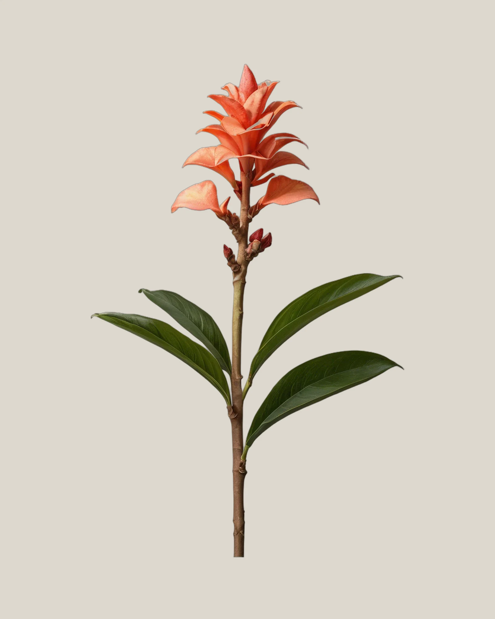Ginger Flower – Alpinia purpurata, freigestellte botanische Studioaufnahme