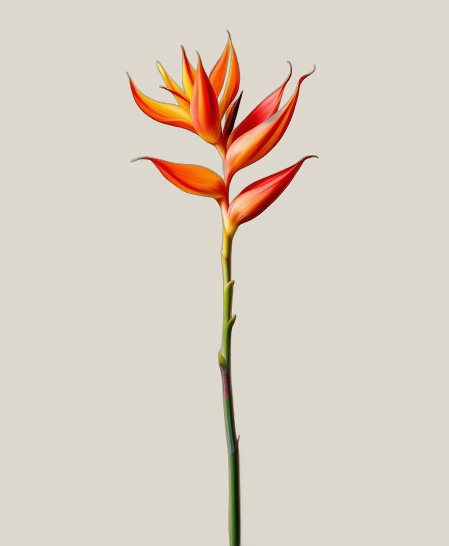 Heliconia Papagei – Heliconia psittacorum, freigestellte botanische Studioaufnahme