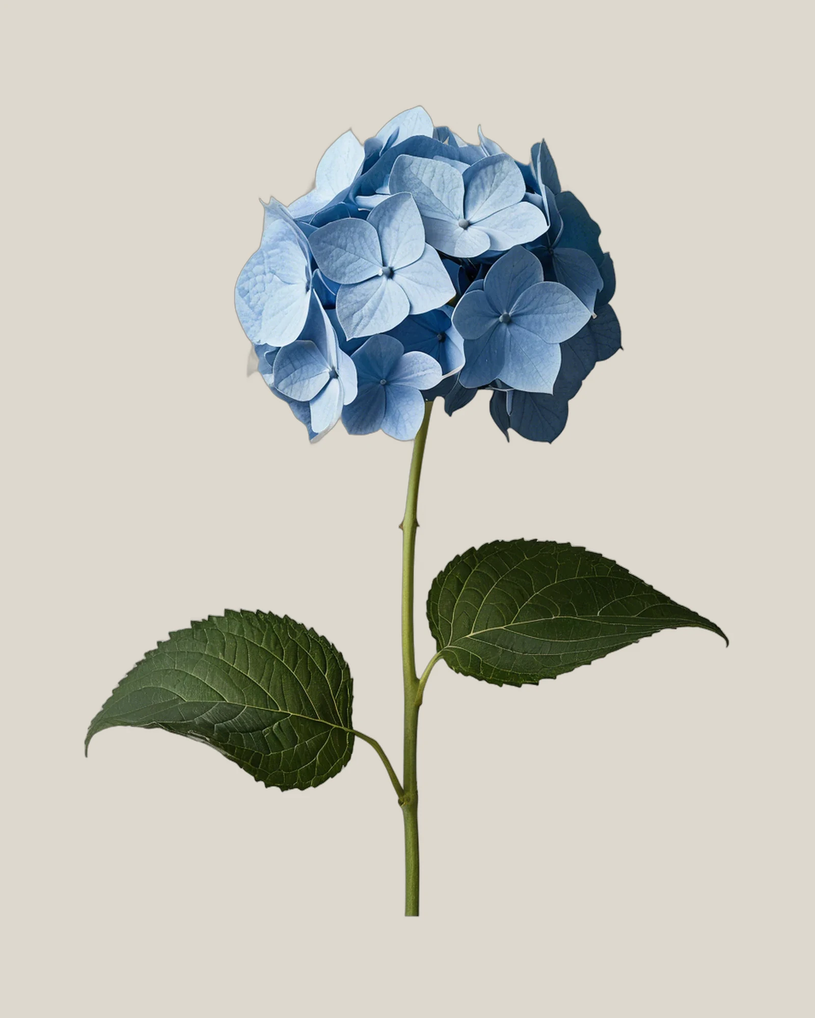 Hortensie Blau – Hydrangea macrophylla, freigestellte botanische Studioaufnahme