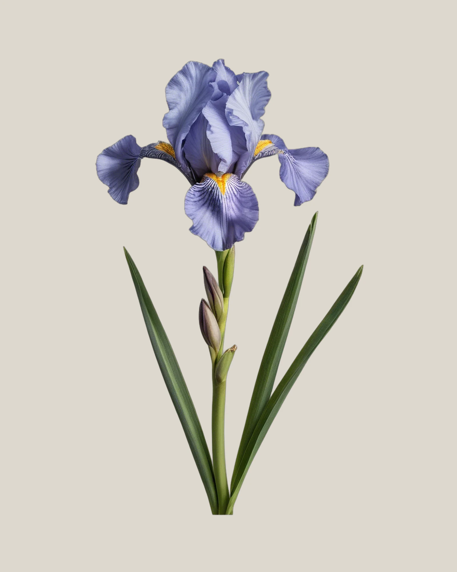 Iris Blau – Iris hollandica, freigestellte botanische Studioaufnahme