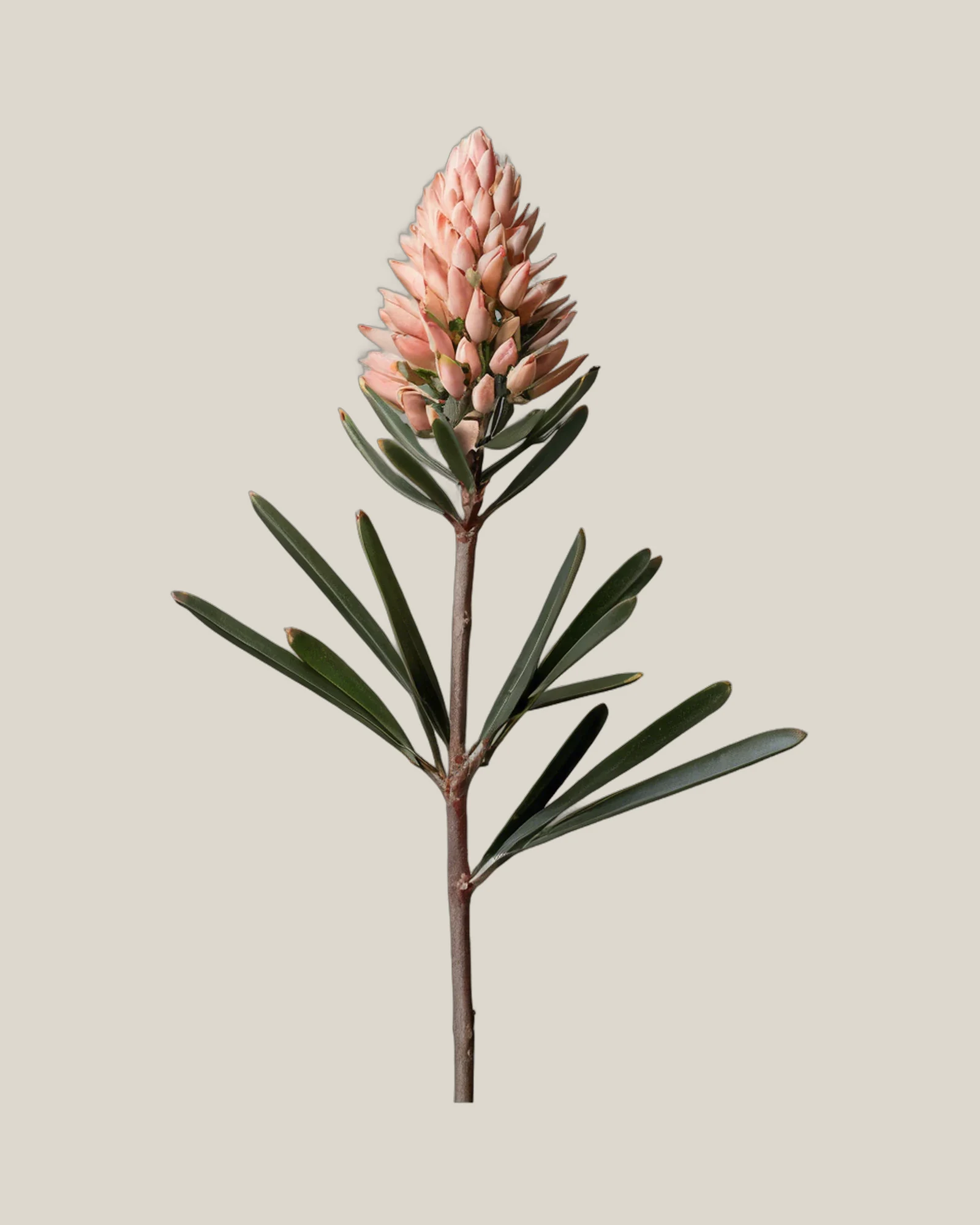 Leucadendron Rosette – Leucadendron, freigestellte botanische Studioaufnahme