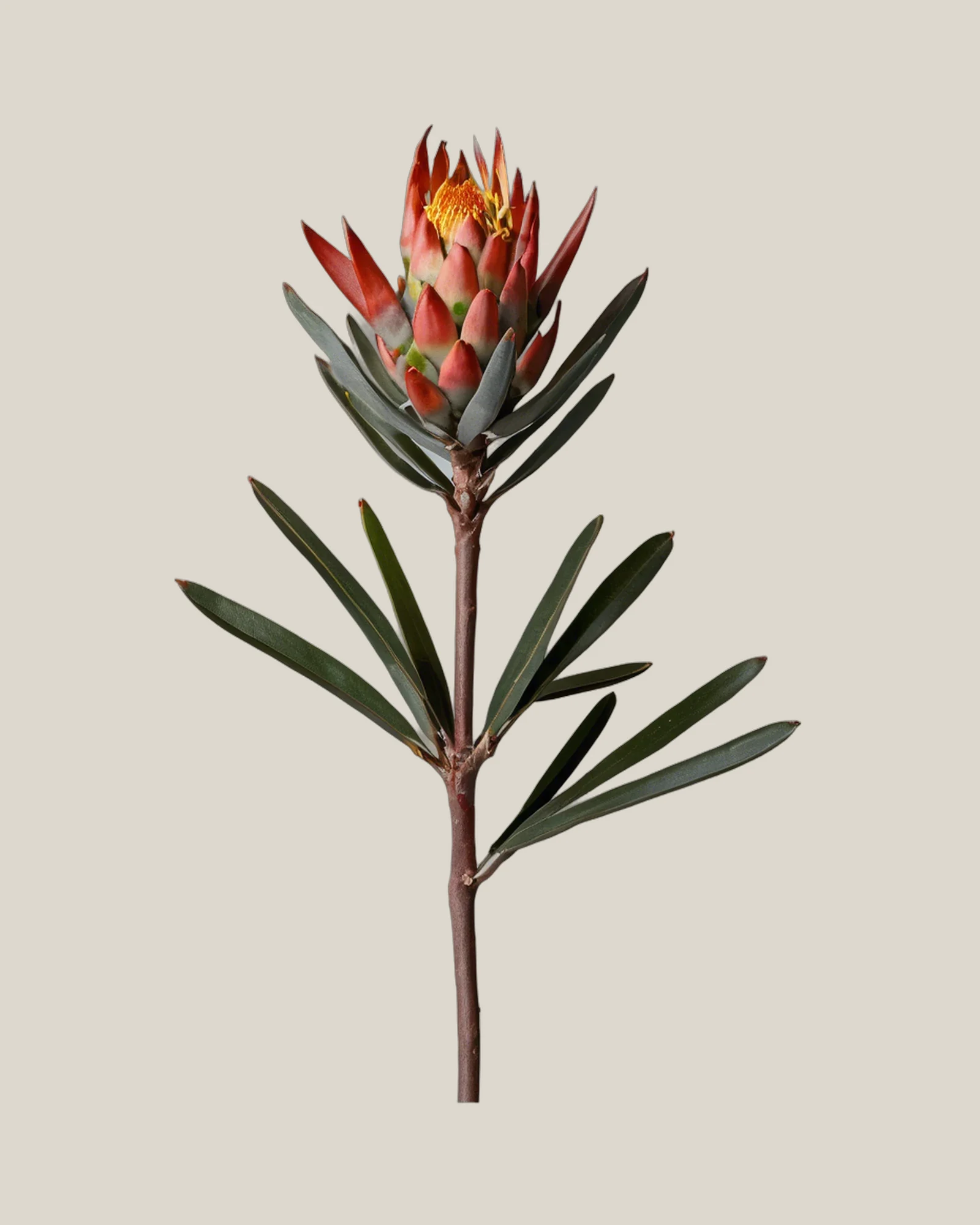 Leucadendron – Leucadendron, freigestellte botanische Studioaufnahme