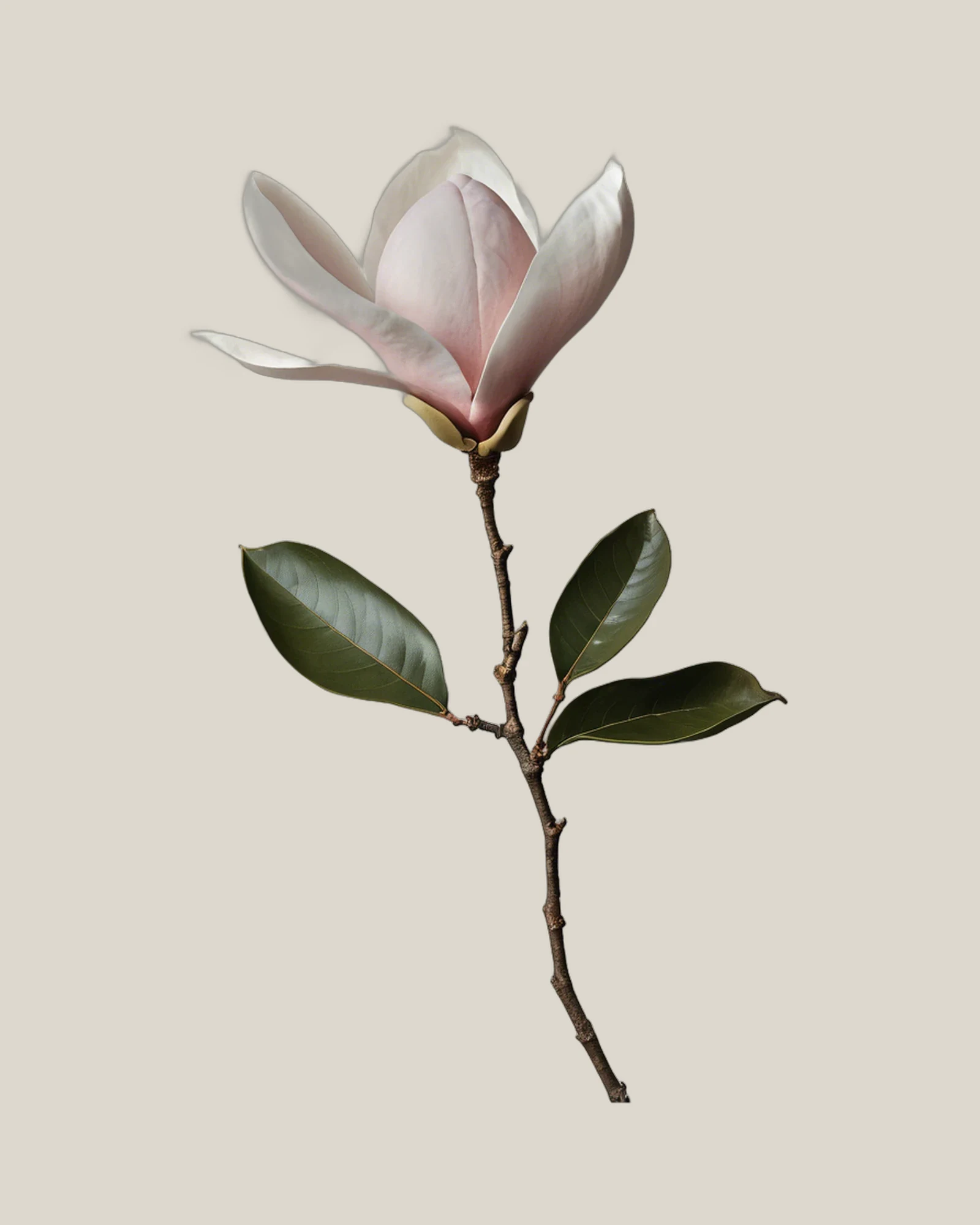 Magnolienzweig – Magnolia, freigestellte botanische Studioaufnahme