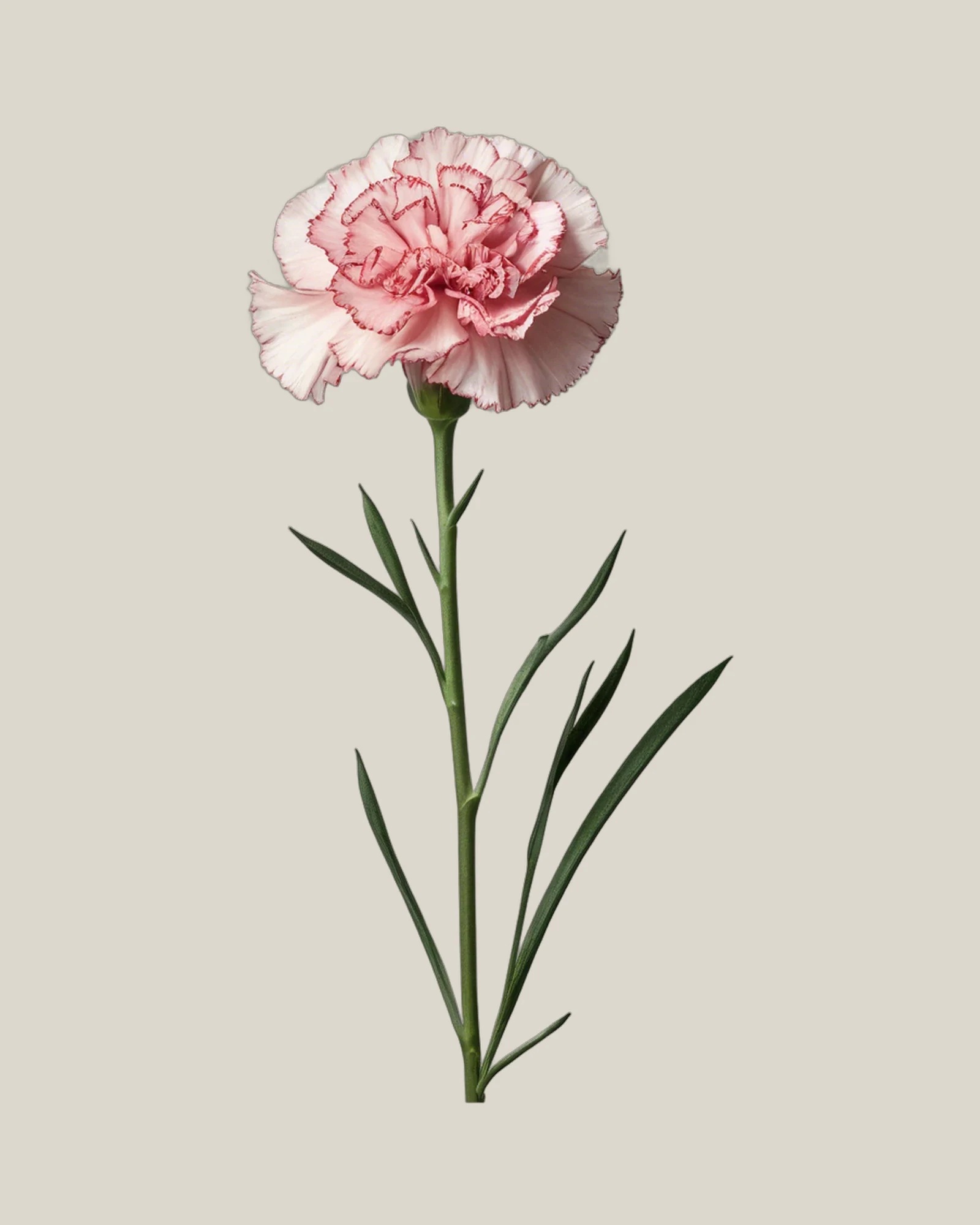 Nelke Blush – Dianthus caryophyllus, freigestellte botanische Studioaufnahme
