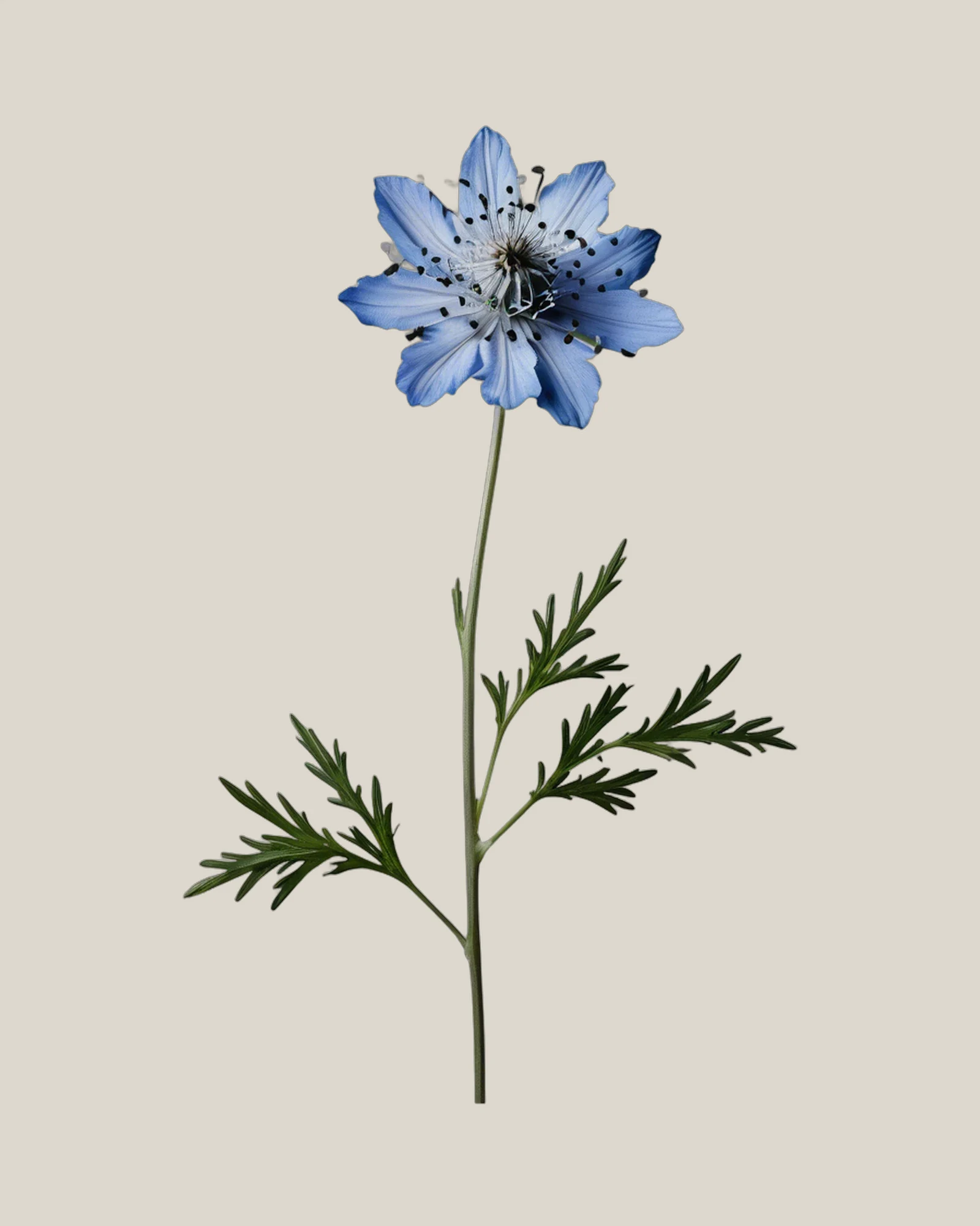 Nigella Blau – , freigestellte botanische Studioaufnahme