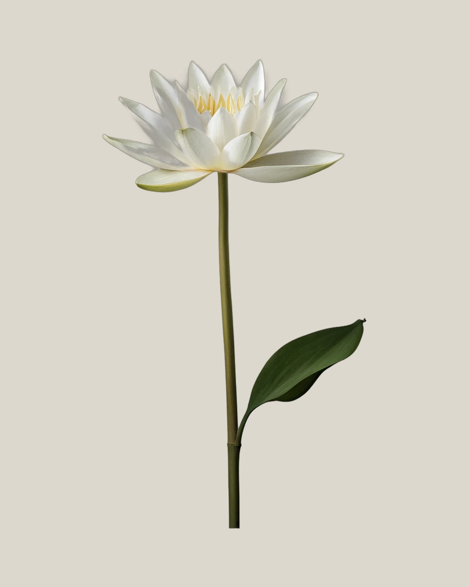 Seerose Weiß – Nymphaea, freigestellte botanische Studioaufnahme