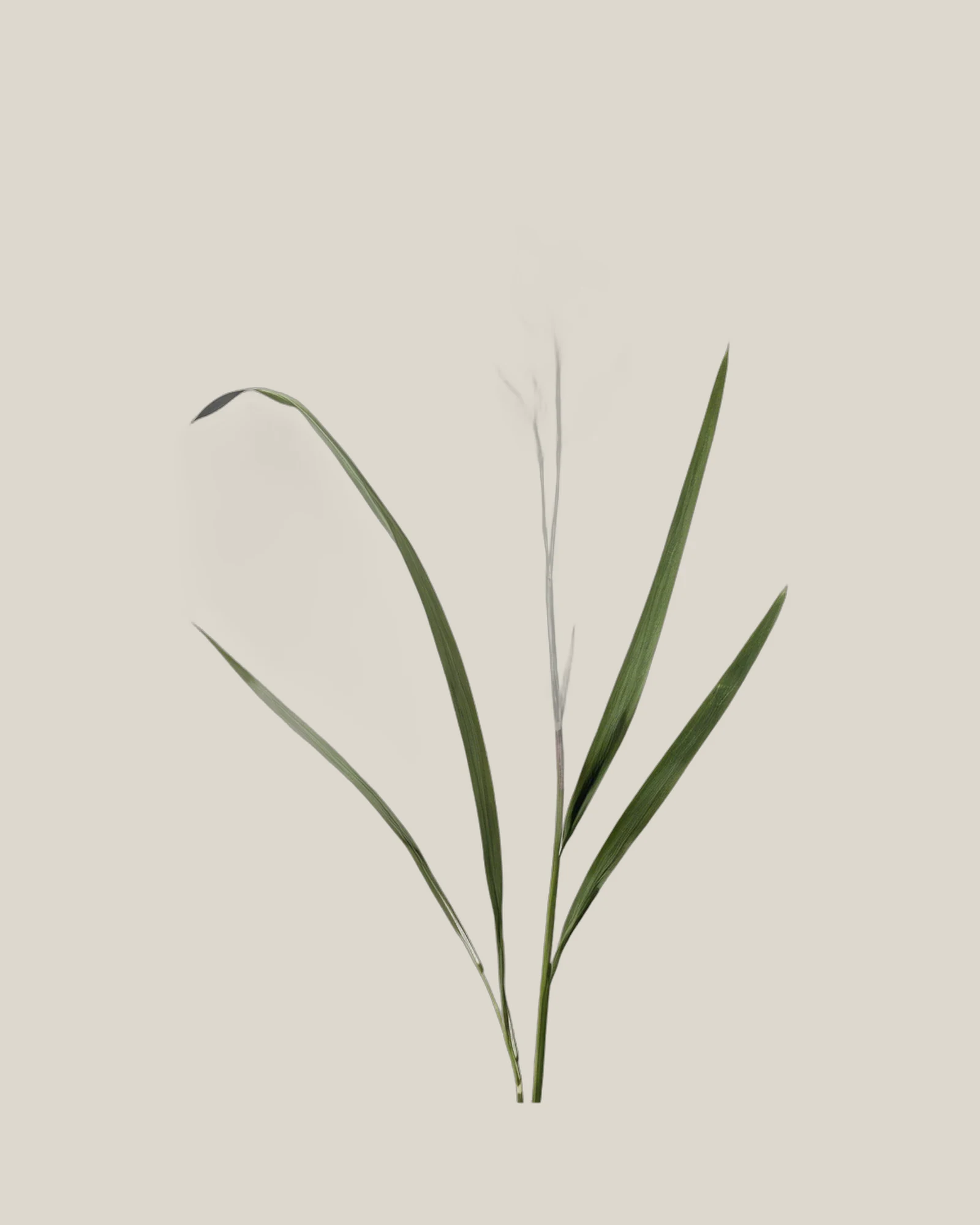 Panicum – , freigestellte botanische Studioaufnahme