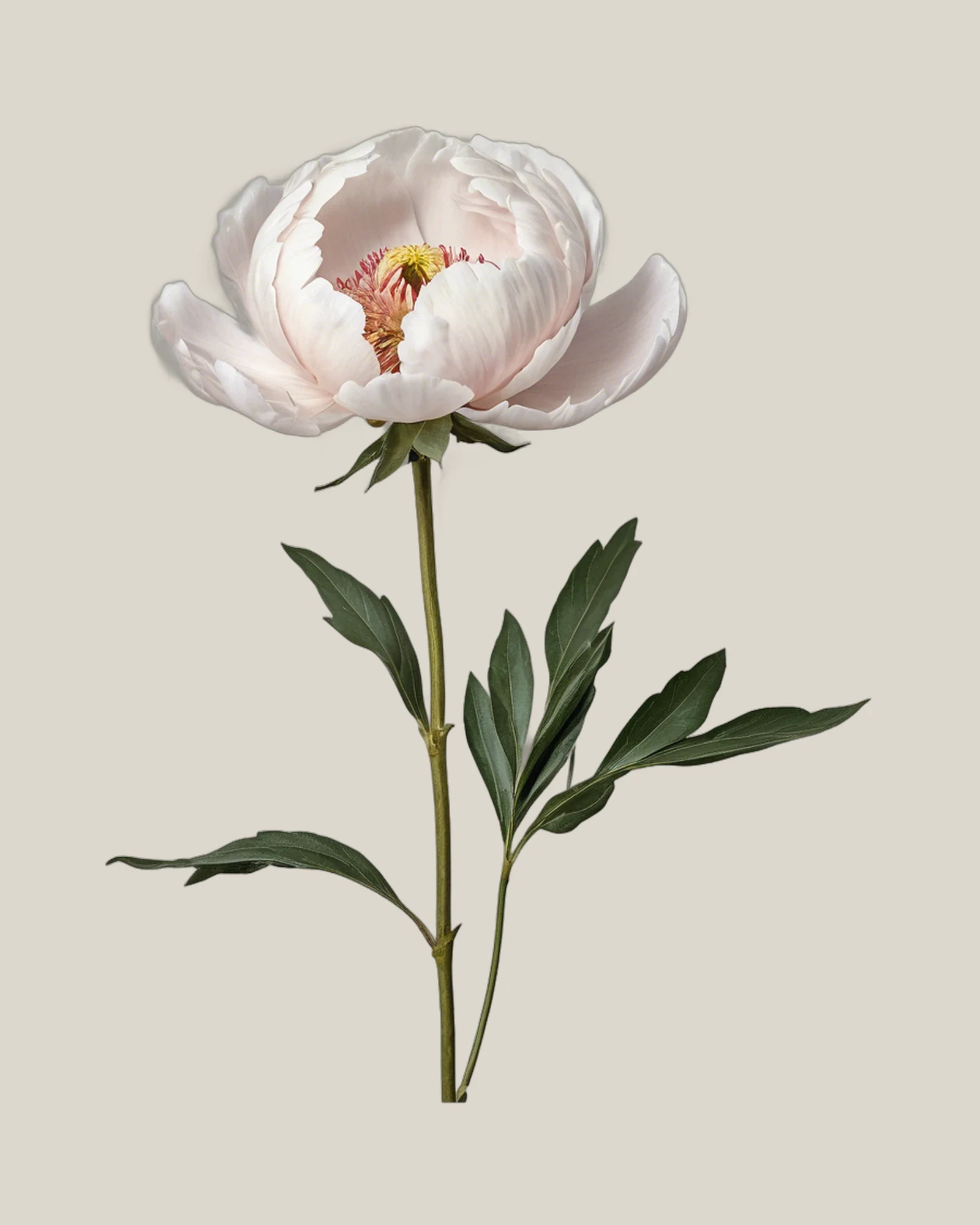 Pfingstrose Creme – Paeonia lactiflora, freigestellte botanische Studioaufnahme