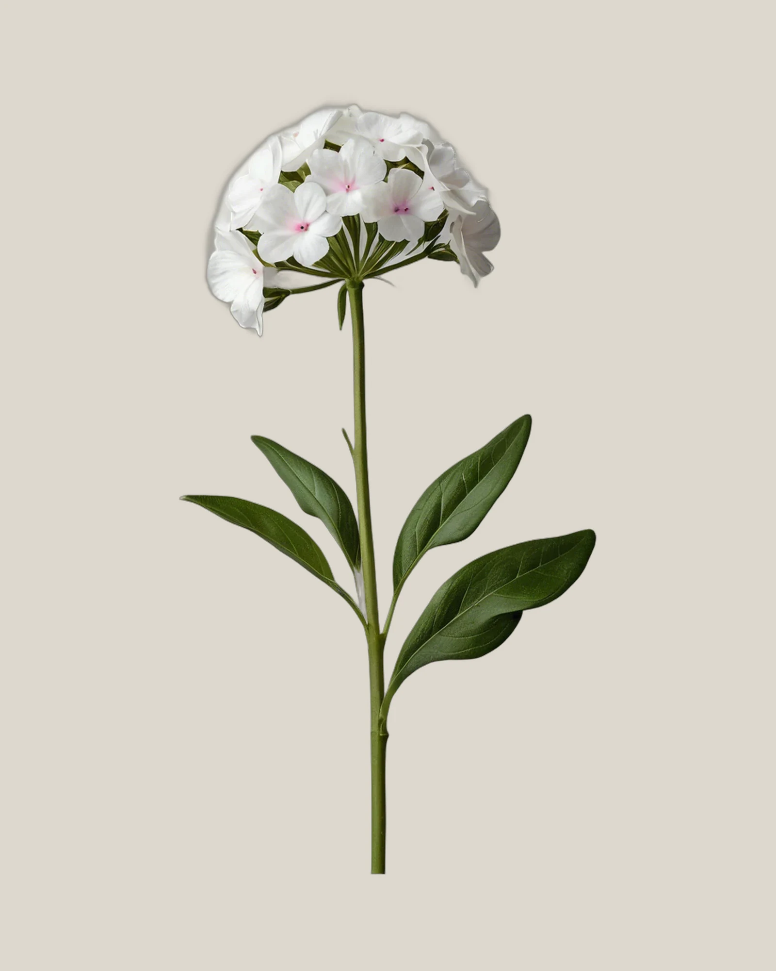 Phlox Weiß – , freigestellte botanische Studioaufnahme