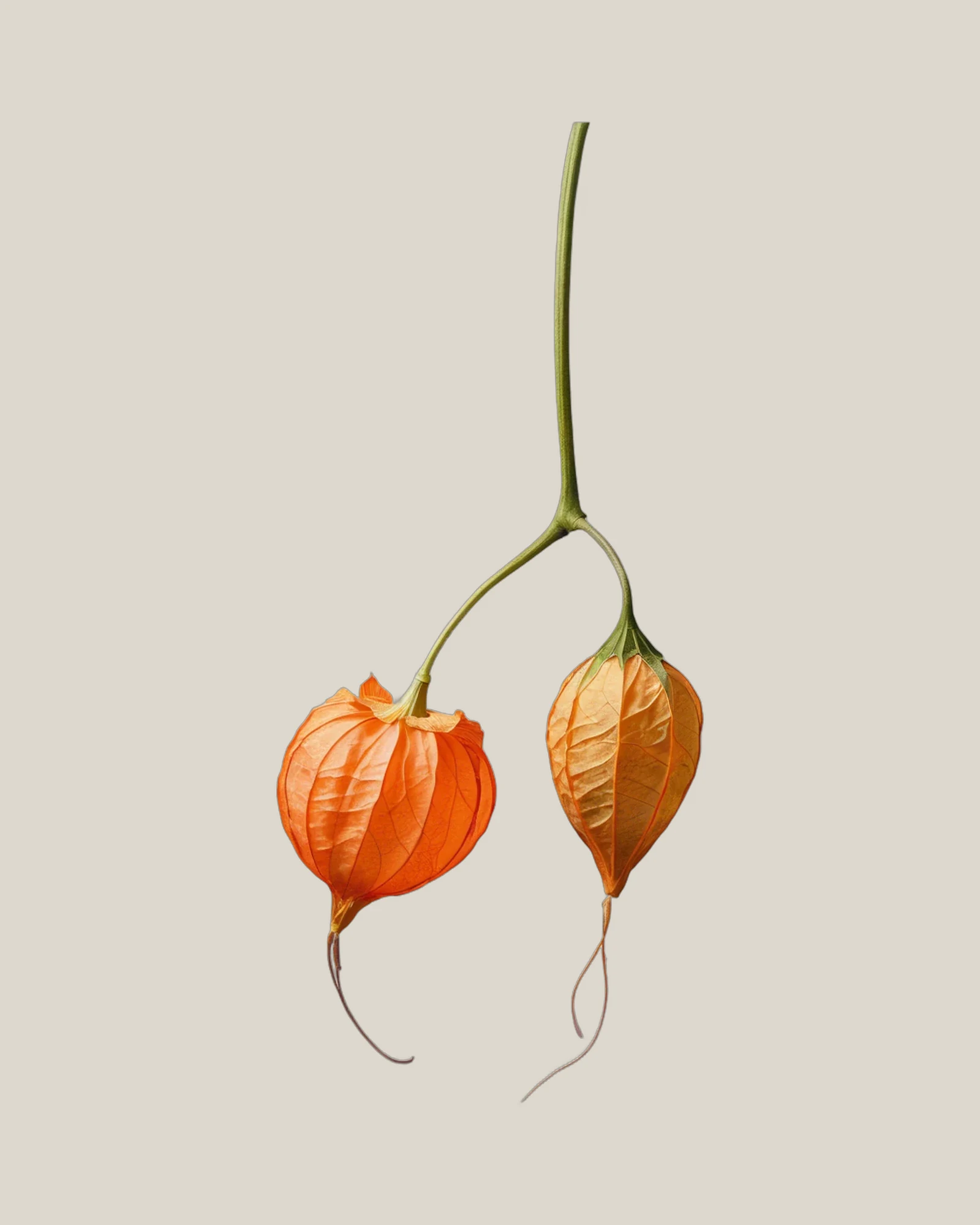 Lampionblume – Physalis alkekengi, freigestellte botanische Studioaufnahme