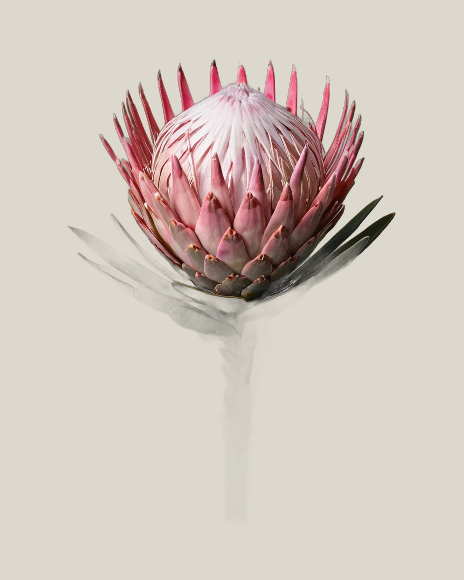 Pink Ice Protea – Protea neriifolia, freigestellte botanische Studioaufnahme
