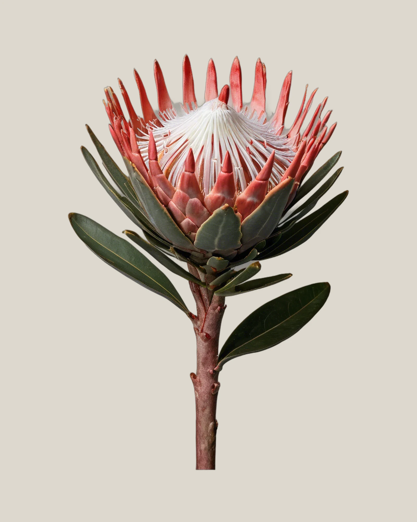 Ray Protea – Protea eximia, freigestellte botanische Studioaufnahme