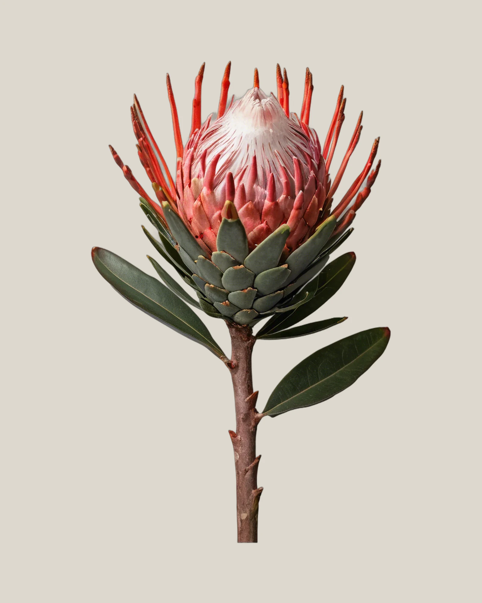 Princess Protea – Protea grandiceps, freigestellte botanische Studioaufnahme