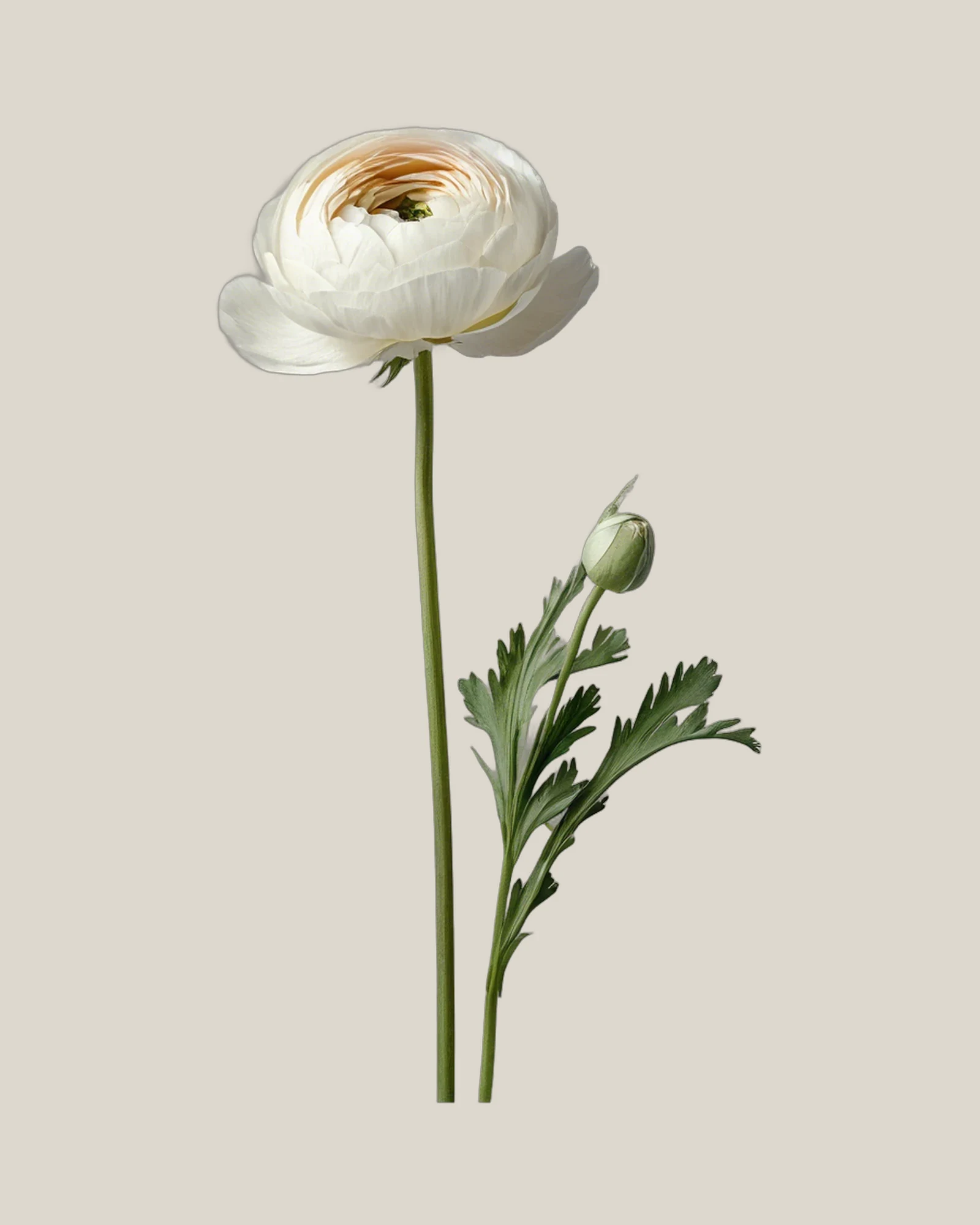 Ranunkel Weiß – Ranunculus asiaticus, freigestellte botanische Studioaufnahme