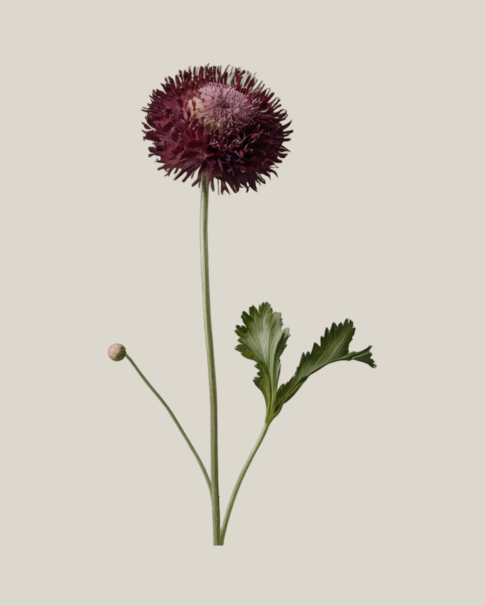Scabiosa Burgundy – Scabiosa atropurpurea, freigestellte botanische Studioaufnahme