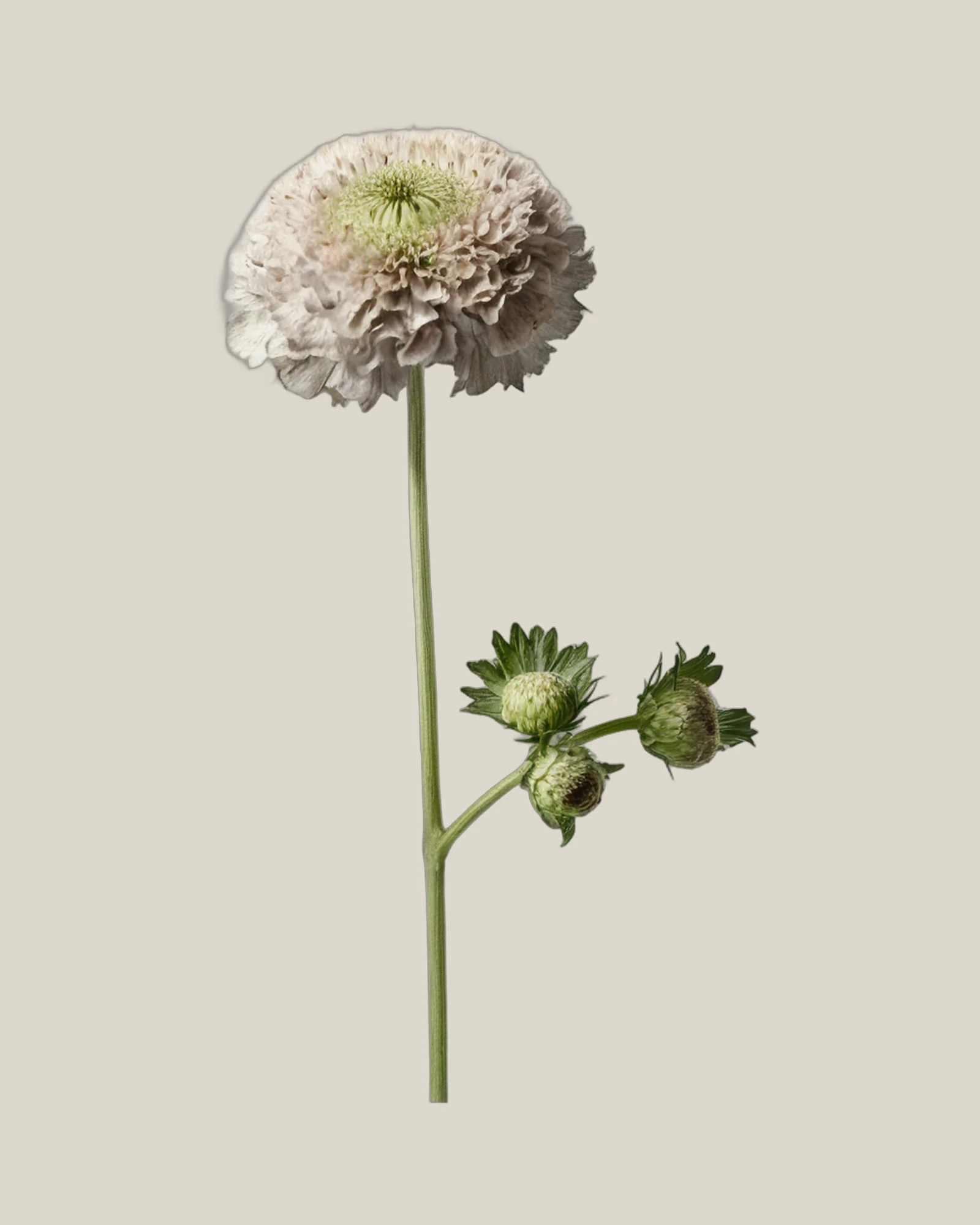 Scabiosa Weiß – Scabiosa atropurpurea, freigestellte botanische Studioaufnahme