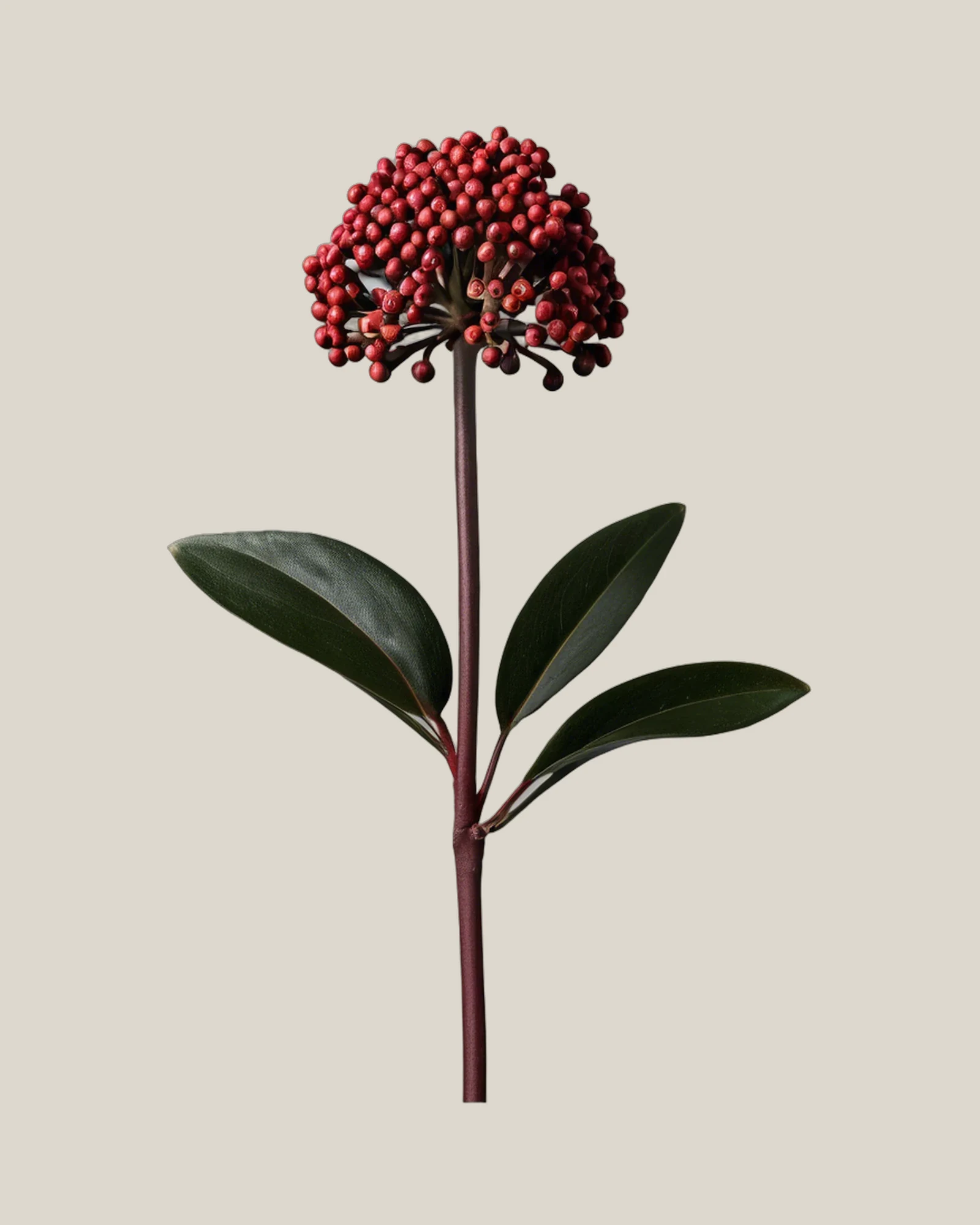 Skimmie Rot – Skimmia japonica, freigestellte botanische Studioaufnahme