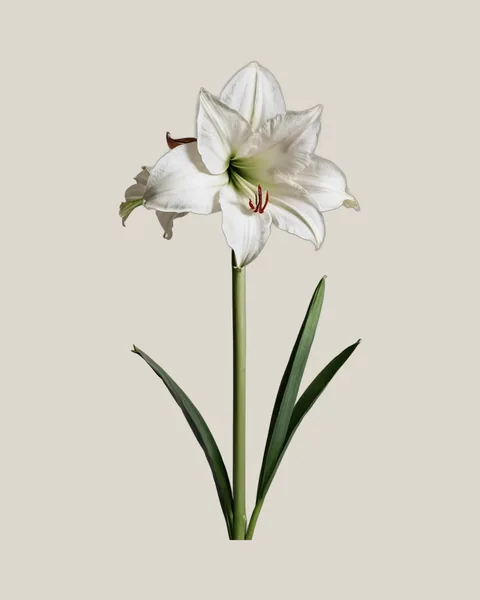 Amaryllis Weiß – Hippeastrum