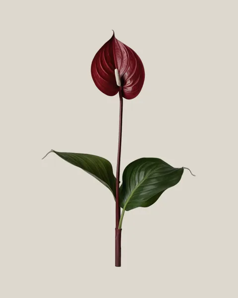 Anthurie Burgundy – Anthurium andraeanum
