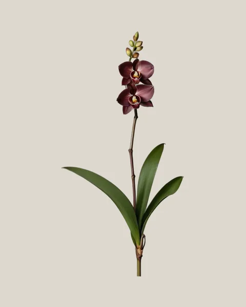 Cymbidium Burgundy – Cymbidium