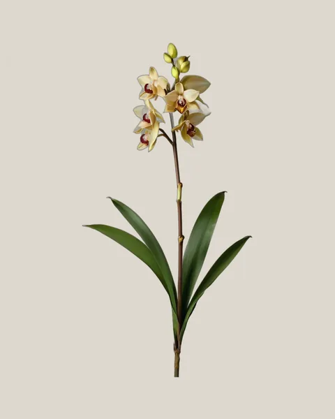 Cymbidium Orchidee – Cymbidium