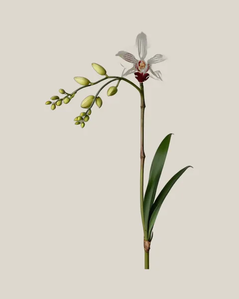 Cymbidium Weiß – Cymbidium