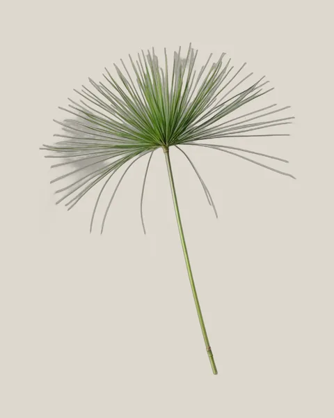 Zyperngras – Cyperus