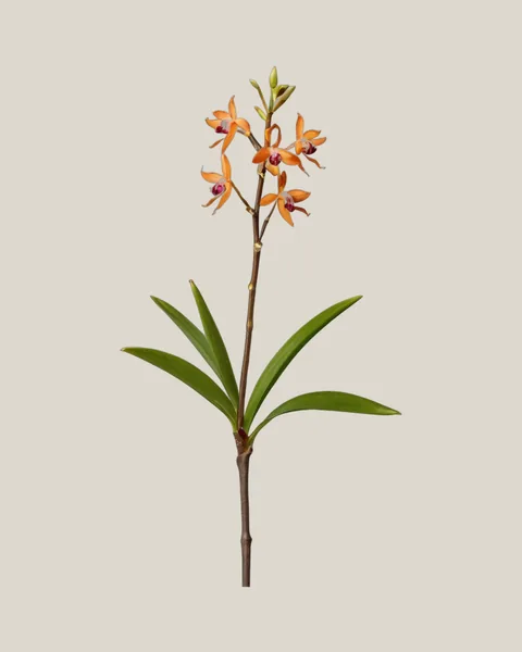 Epidendrum