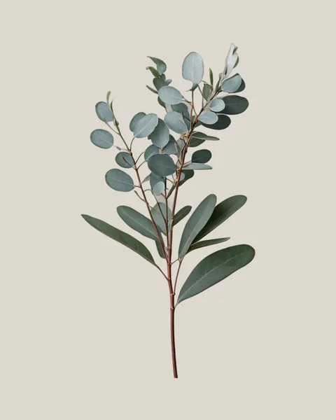 Eukalyptus Baby Blue