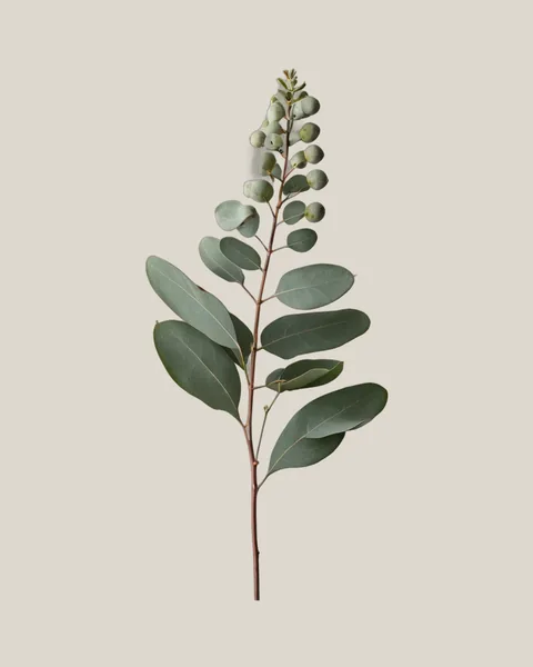 Eukalyptus Samen