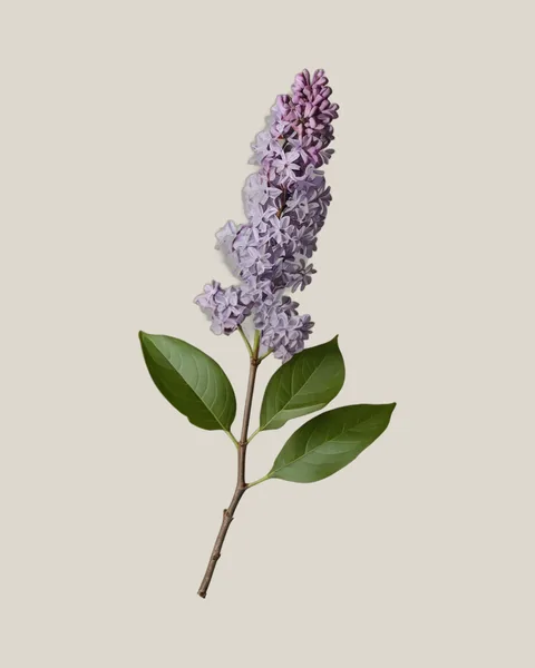 Flieder Violett