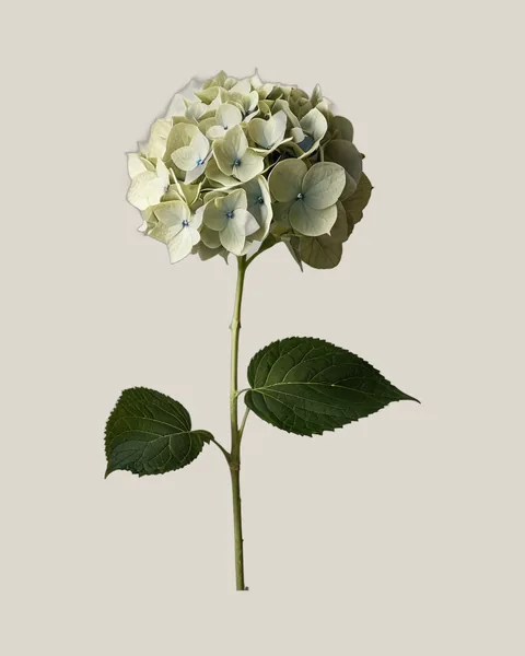 Hortensie Creme – Hydrangea macrophylla